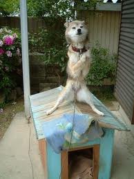 images (6)