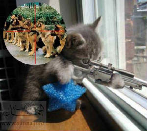 sniper-cat