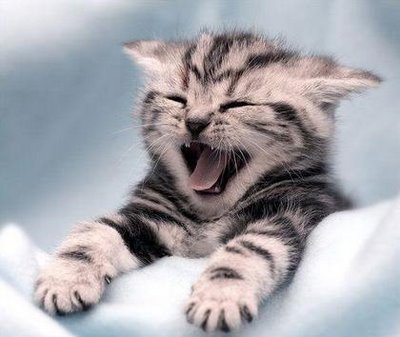 funny-cats-1